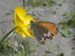 Pearly Heath (Coenonympha arcania)