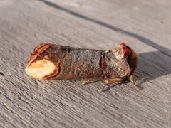 Buff-tip (Phalera bucephala)