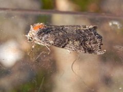 Common Lutestring (Ochropacha duplaris)