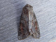 Pale Shining Brown (Polia bombycina)