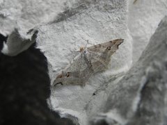Peacock Moth (Macaria notata)