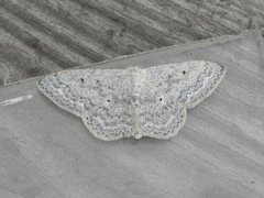Cream Wave (Scopula incanata)