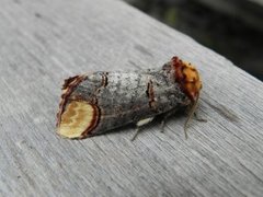 Buff-tip (Phalera bucephala)