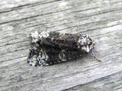 The Coronet (Craniophora ligustri)