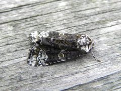 Askekveldfly (Craniophora ligustri)