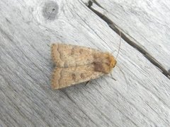 The Uncertain (Hoplodrina octogenaria)