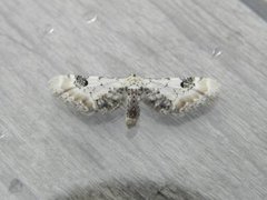 Hvit dvergmåler (Eupithecia centaureata)