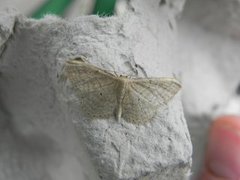 Punktengmåler (Idaea sylvestraria)