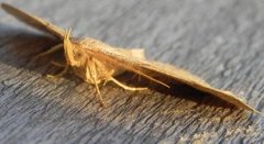 Gulbrunt viftefly (Paracolax tristalis)