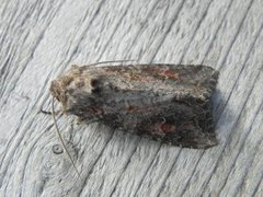 Pale Shining Brown (Polia bombycina)