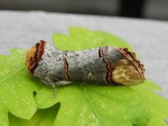 Oksehodespinner (Phalera bucephala)