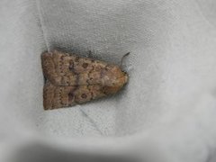 The Uncertain (Hoplodrina octogenaria)