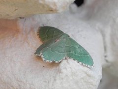 Common Emerald (Hemithea aestivaria)