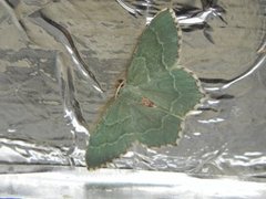 Common Emerald (Hemithea aestivaria)
