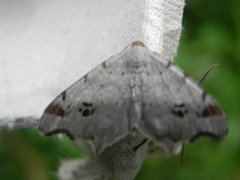 Sharp-angled Peacock (Macaria alternata)