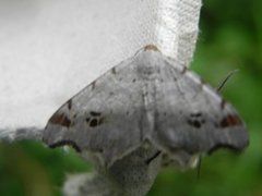 Grå buemåler (Macaria alternata)