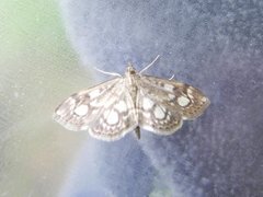 Elder Pearl (Anania coronata)
