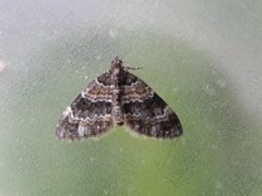 Barred Carpet (Martania taeniata)