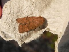 The Uncertain (Hoplodrina octogenaria)