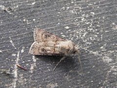 Gråpudret jordfly (Agrotis segetum)