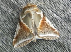 Buff Arches (Habrosyne pyritoides)