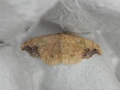 Scarce Hook-tip (Sabra harpagula)