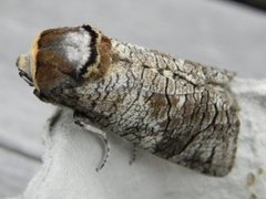 Goat Moth (Cossus cossus)
