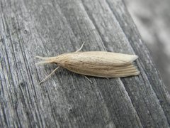 Takrørnebbmott (Chilo phragmitella)