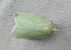 Grønn eikevikler (Tortrix viridana)