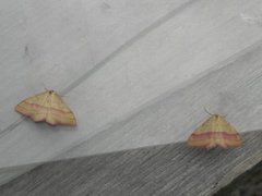 Karminmåler (Rhodostrophia vibicaria)