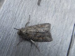 Pale Shining Brown (Polia bombycina)