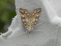 Brown China-mark (Elophila nymphaeata)