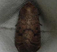 The Uncertain (Hoplodrina octogenaria)