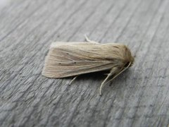 Brungult gressfly (Mythimna impura)