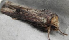 Flame (Axylia putris)
