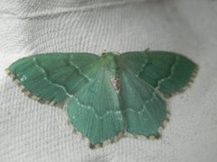 Common Emerald (Hemithea aestivaria)