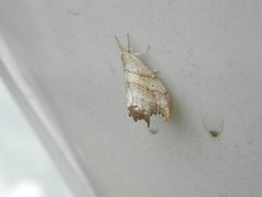 Scalloped Hook-tip (Falcaria lacertinaria)