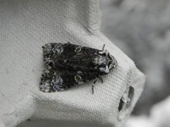 The Coronet (Craniophora ligustri)