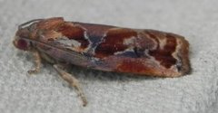Variegated Golden Tortrix (Archips xylosteana)