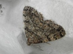 Satin Beauty (Deileptenia ribeata)