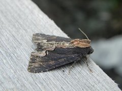 Bird's Wing (Dypterygia scabriuscula)