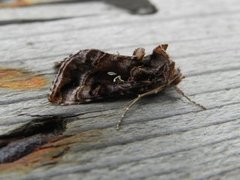 Rødbrunt metallfly (Autographa jota)