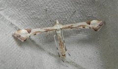Triangle Plume (Platyptilia gonodactyla)