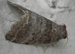 Common Lutestring (Ochropacha duplaris)