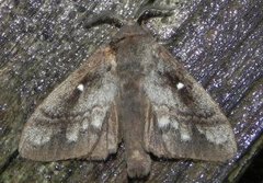 Pine Lappet (Dendrolimus pini)