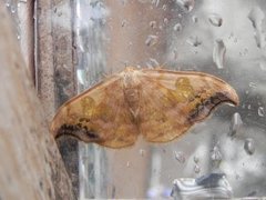 Scarce Hook-tip (Sabra harpagula)