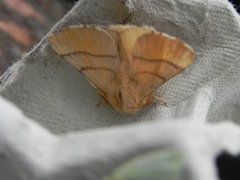 The Lackey (Malacosoma neustria)