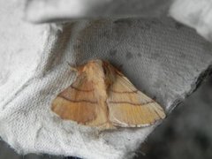 The Lackey (Malacosoma neustria)