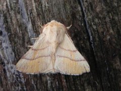 The Lackey (Malacosoma neustria)