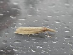 Wainscot Veneer (Chilo phragmitella)